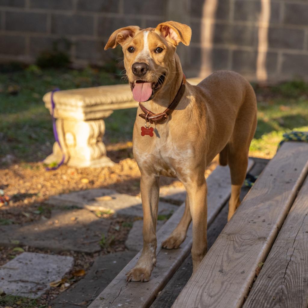 Enlarge Paisley, a Adoptable mixed breed in San Antonio, TX image 3/5