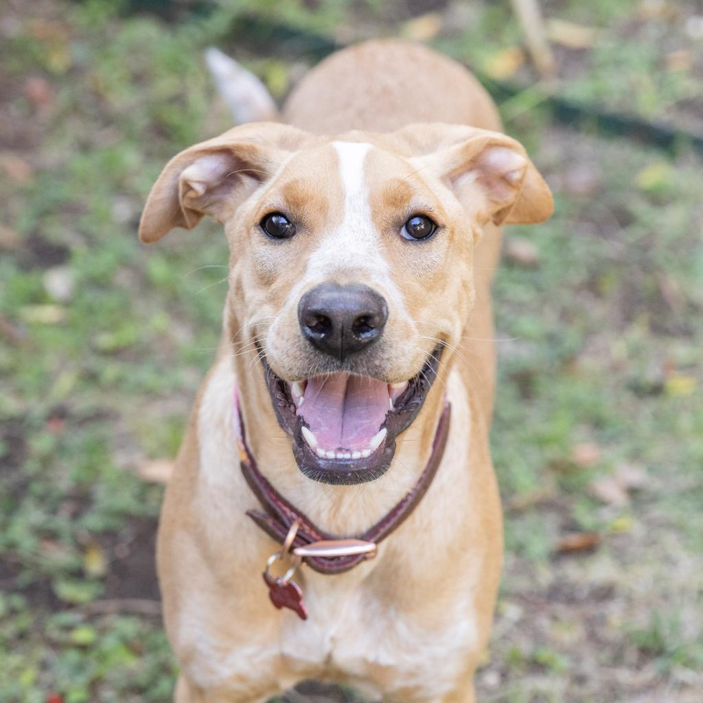 Enlarge Paisley, a Adoptable mixed breed in San Antonio, TX image 4/5