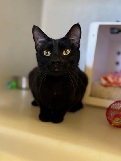 Mocha, Adoptable, Adult Female Domestic Short Hair & Domestic Short Hair.