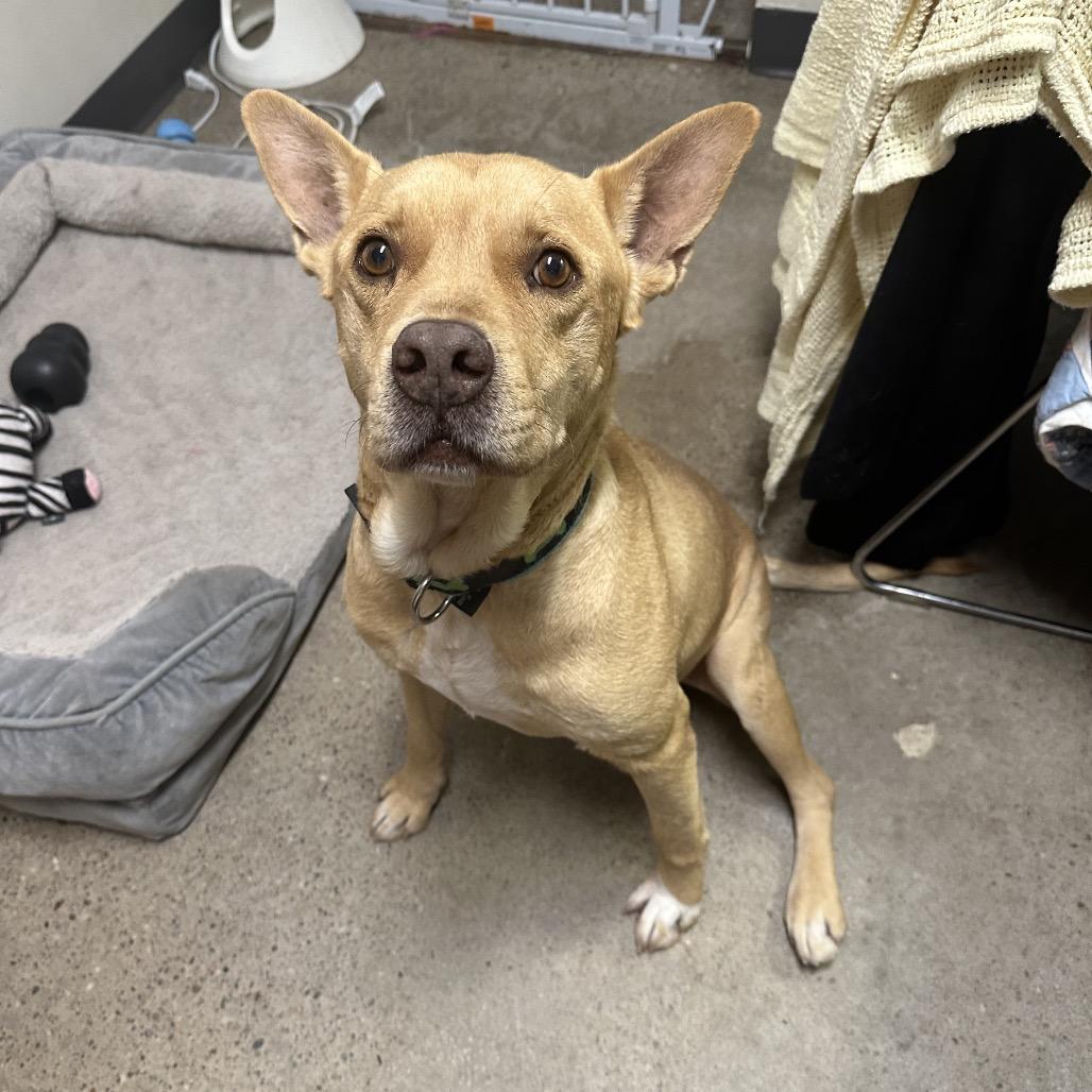 Enlarge Luke, a Adoptable mixed breed in South Haven, MI image 1/6