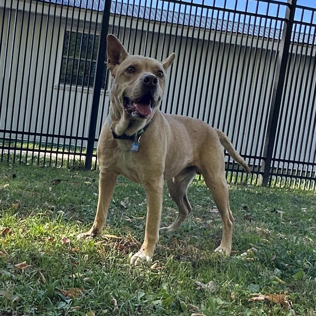Enlarge Luke, a Adoptable mixed breed in South Haven, MI image 2/6