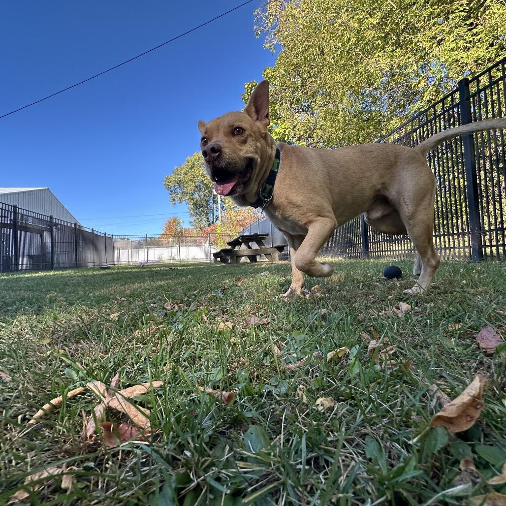 Enlarge Luke, a Adoptable mixed breed in South Haven, MI image 3/6