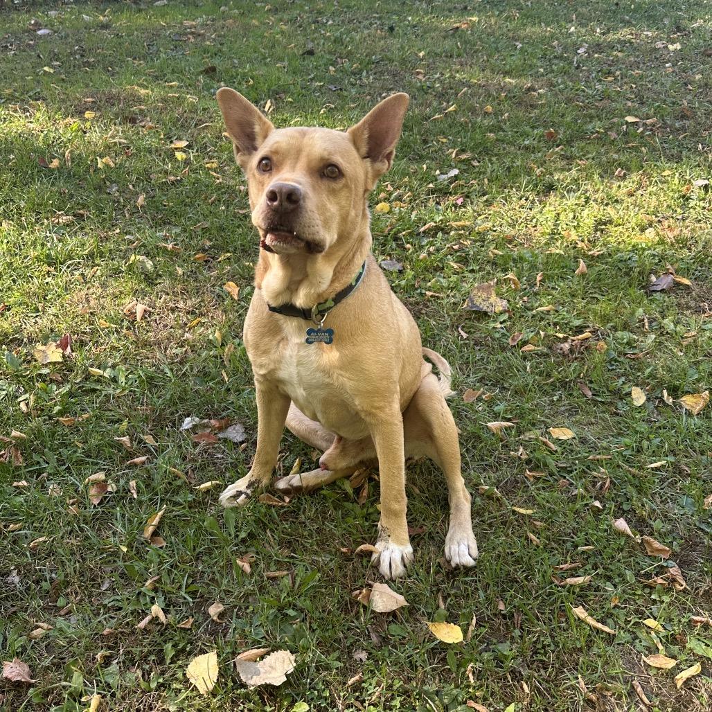 Enlarge Luke, a Adoptable mixed breed in South Haven, MI image 4/6