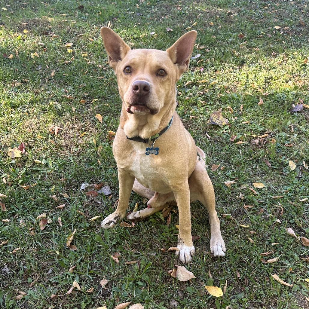 Enlarge Luke, a Adoptable mixed breed in South Haven, MI image 5/6