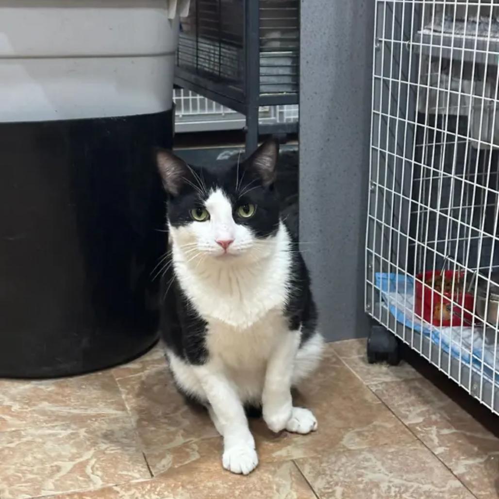 Adrian, a Adoptable Domestic Short Hair in Middle Village, NY image 1/2