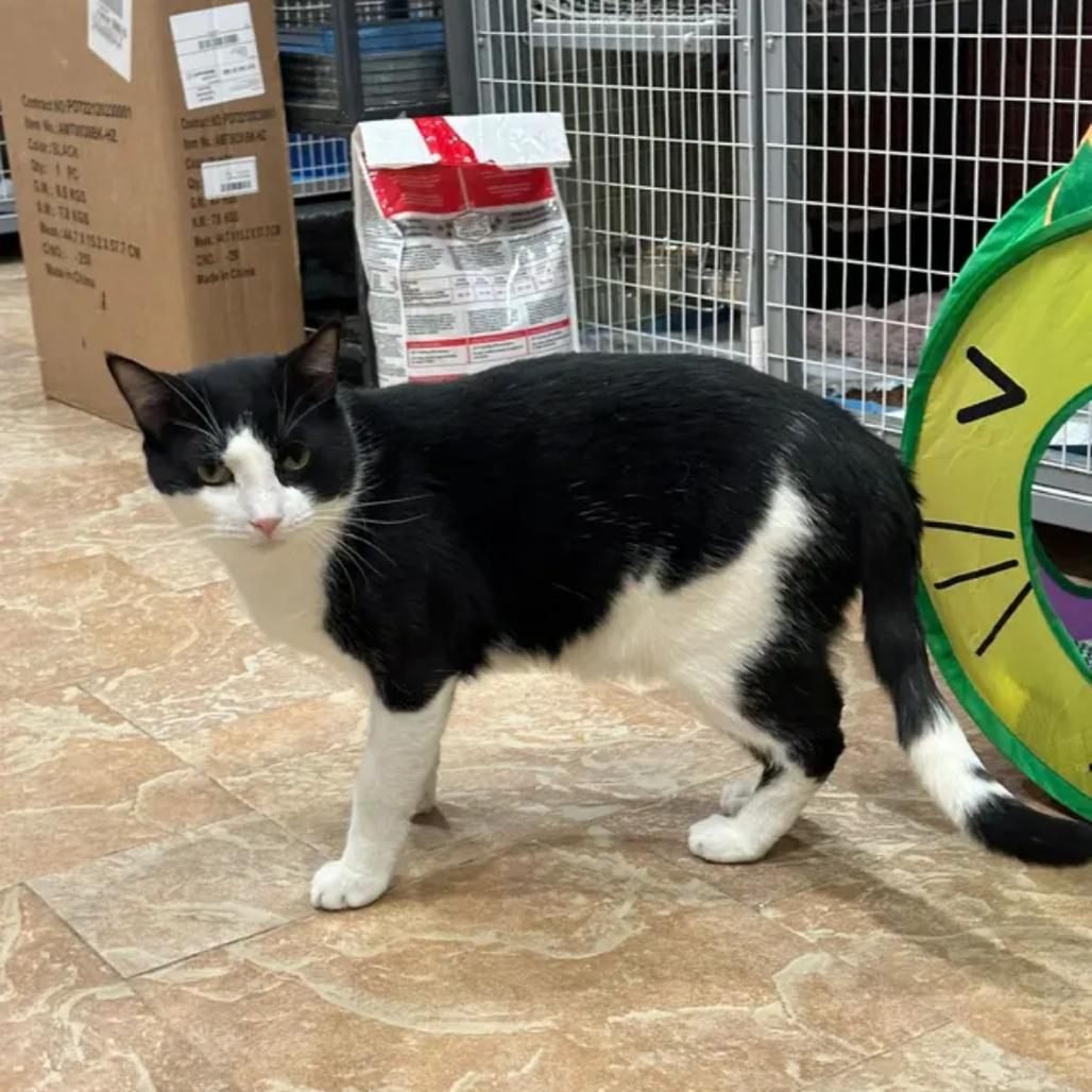 Adrian, a Adoptable Domestic Short Hair in Middle Village, NY image 2/2