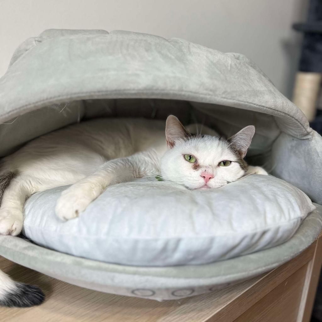 Enlarge Whitey, a Adoptable Domestic Short Hair in Philadelphia, PA image 1/5