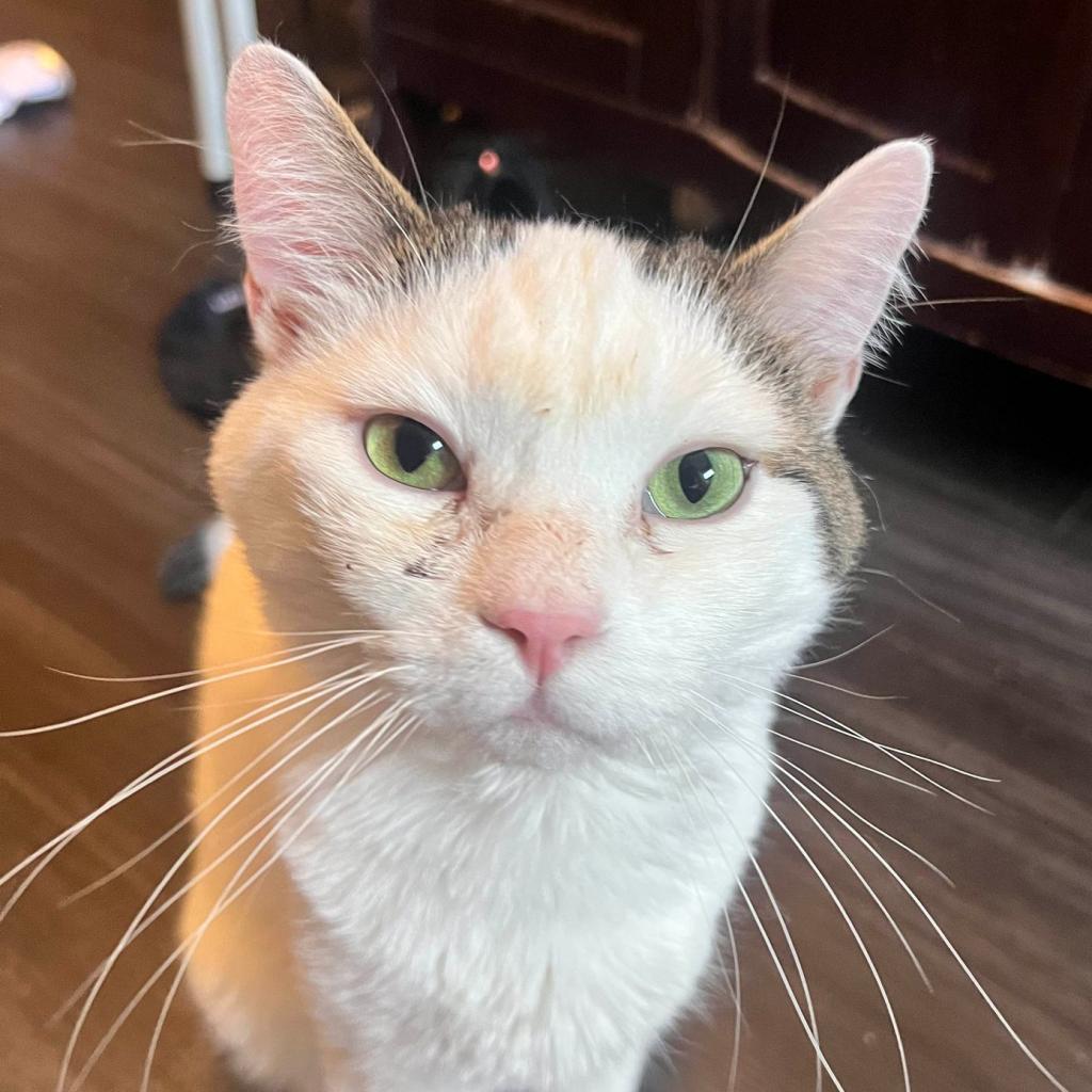 Enlarge Whitey, a Adoptable Domestic Short Hair in Philadelphia, PA image 2/5