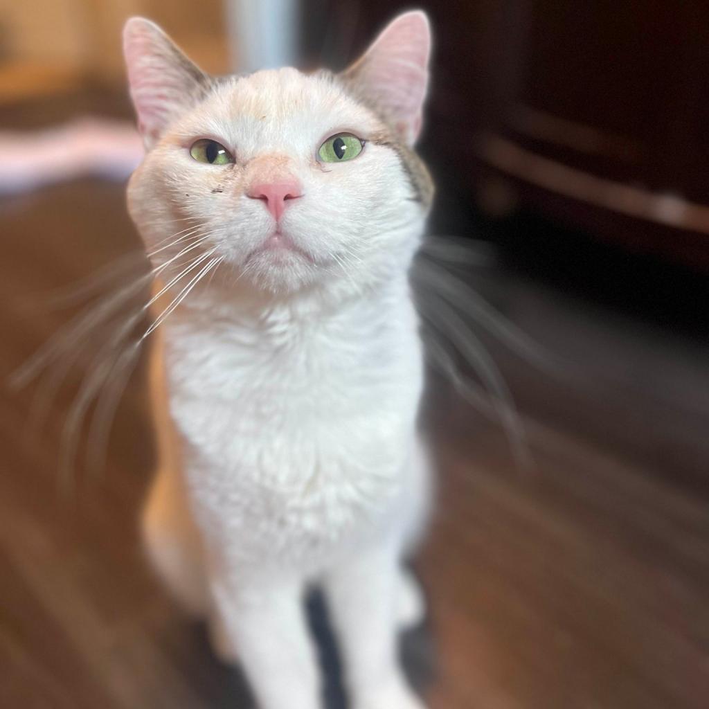 Enlarge Whitey, a Adoptable Domestic Short Hair in Philadelphia, PA image 3/5