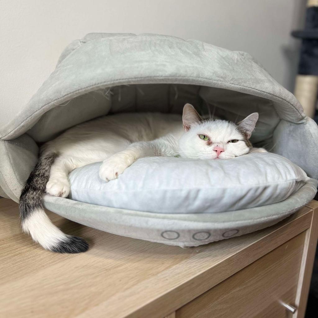 Enlarge Whitey, a Adoptable Domestic Short Hair in Philadelphia, PA image 4/5