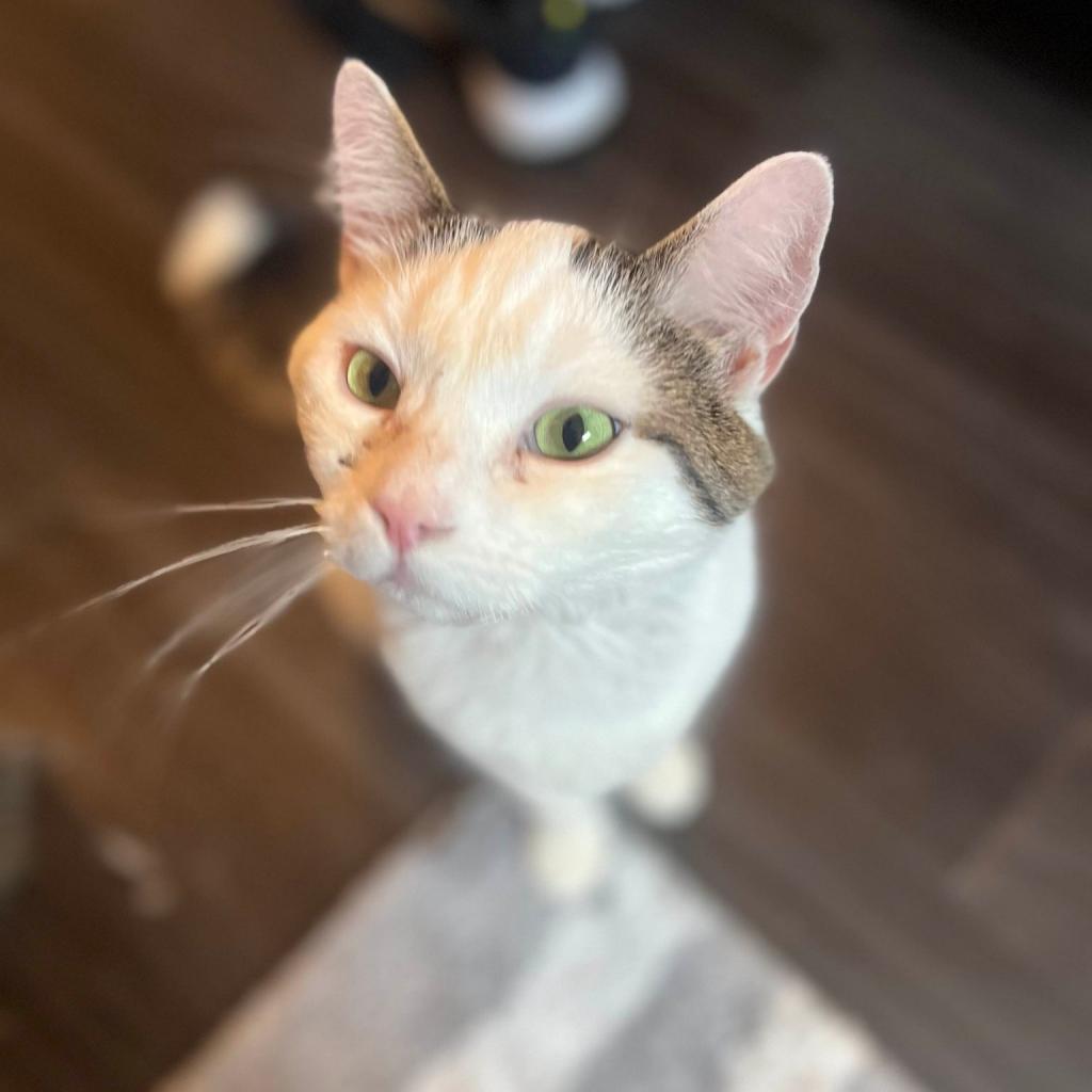 Enlarge Whitey, a Adoptable Domestic Short Hair in Philadelphia, PA image 5/5