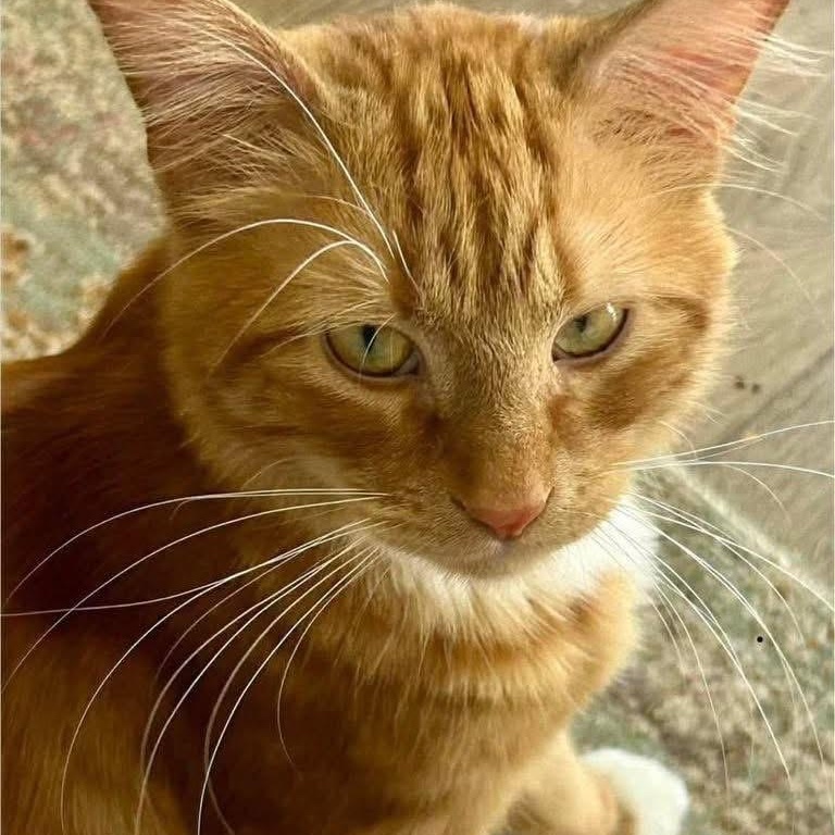 Nick, ADOPTABLE, Adult Male Tabby.
