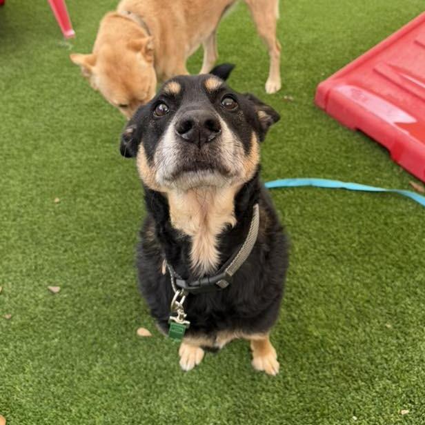 Bear Bear — thumbnail 2