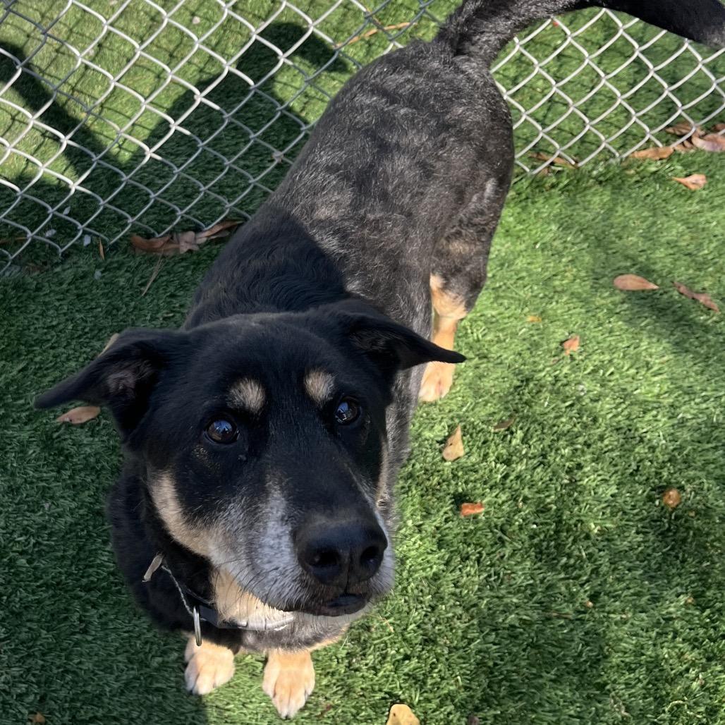 Bear Bear — thumbnail 3