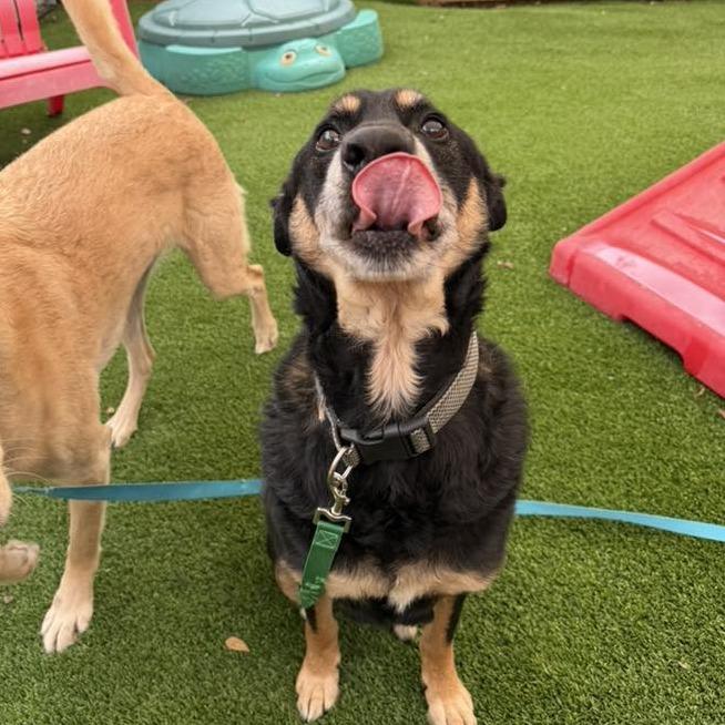 Bear Bear — thumbnail 4