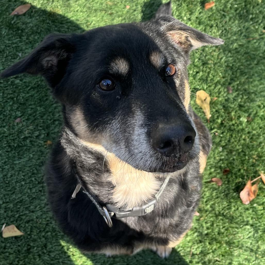 Bear Bear — thumbnail 5