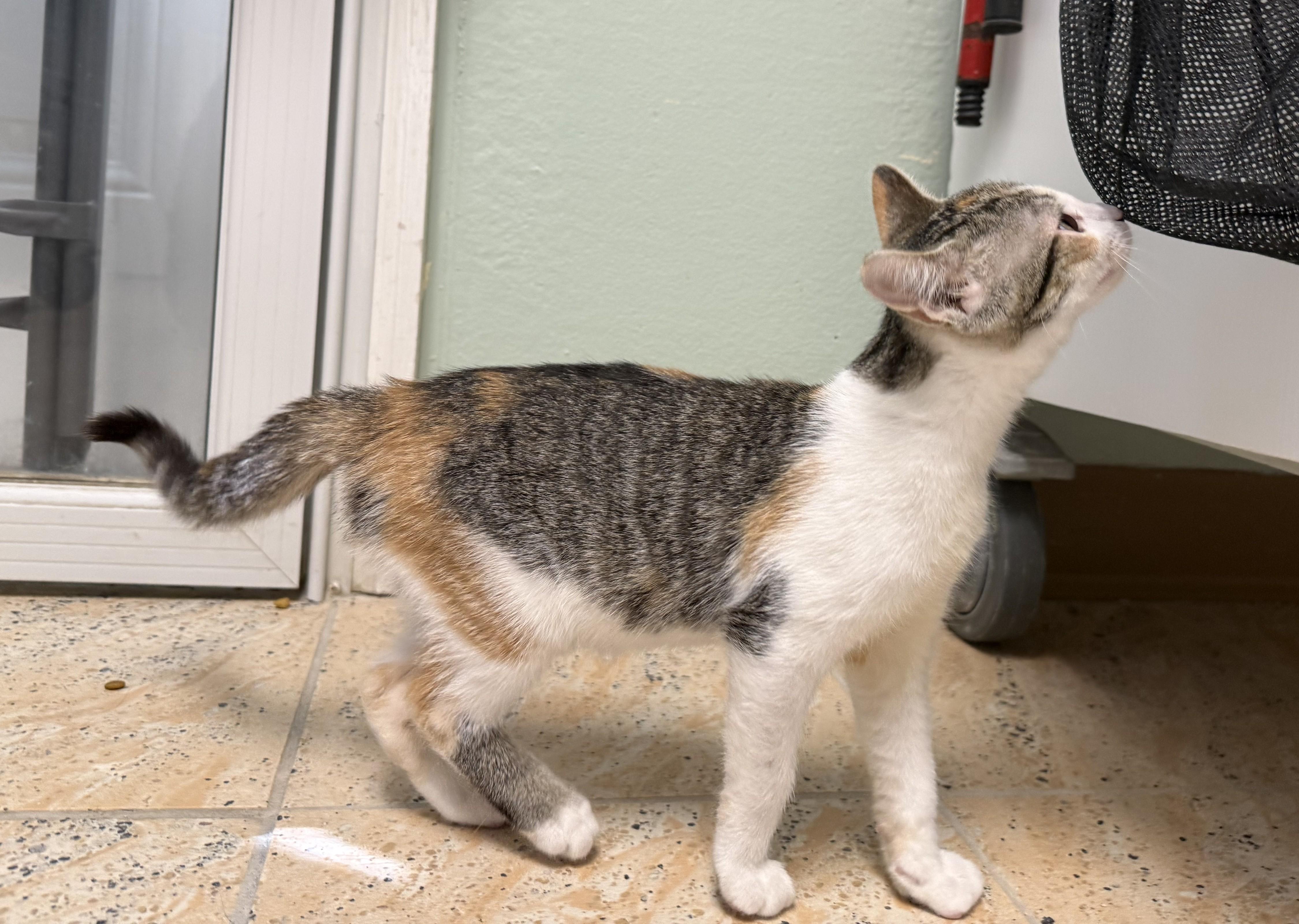 Enlarge HONEYDEW, a ADOPTABLE Domestic Short Hair in La Crescent, MN image 2/3