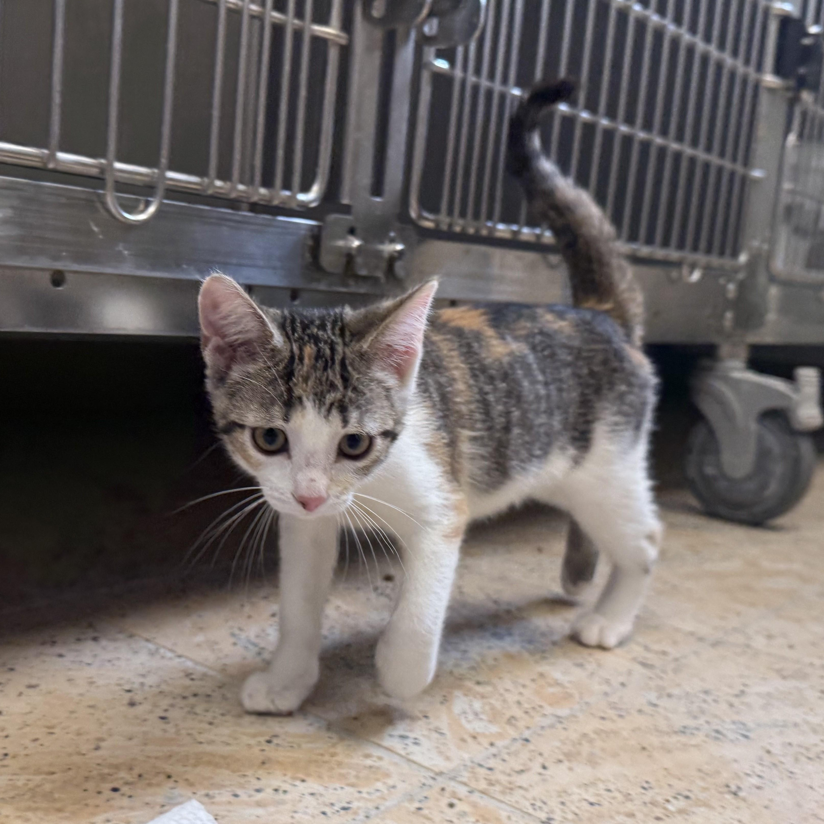 HONEYDEW, ADOPTABLE, Kitten Female Domestic Short Hair.