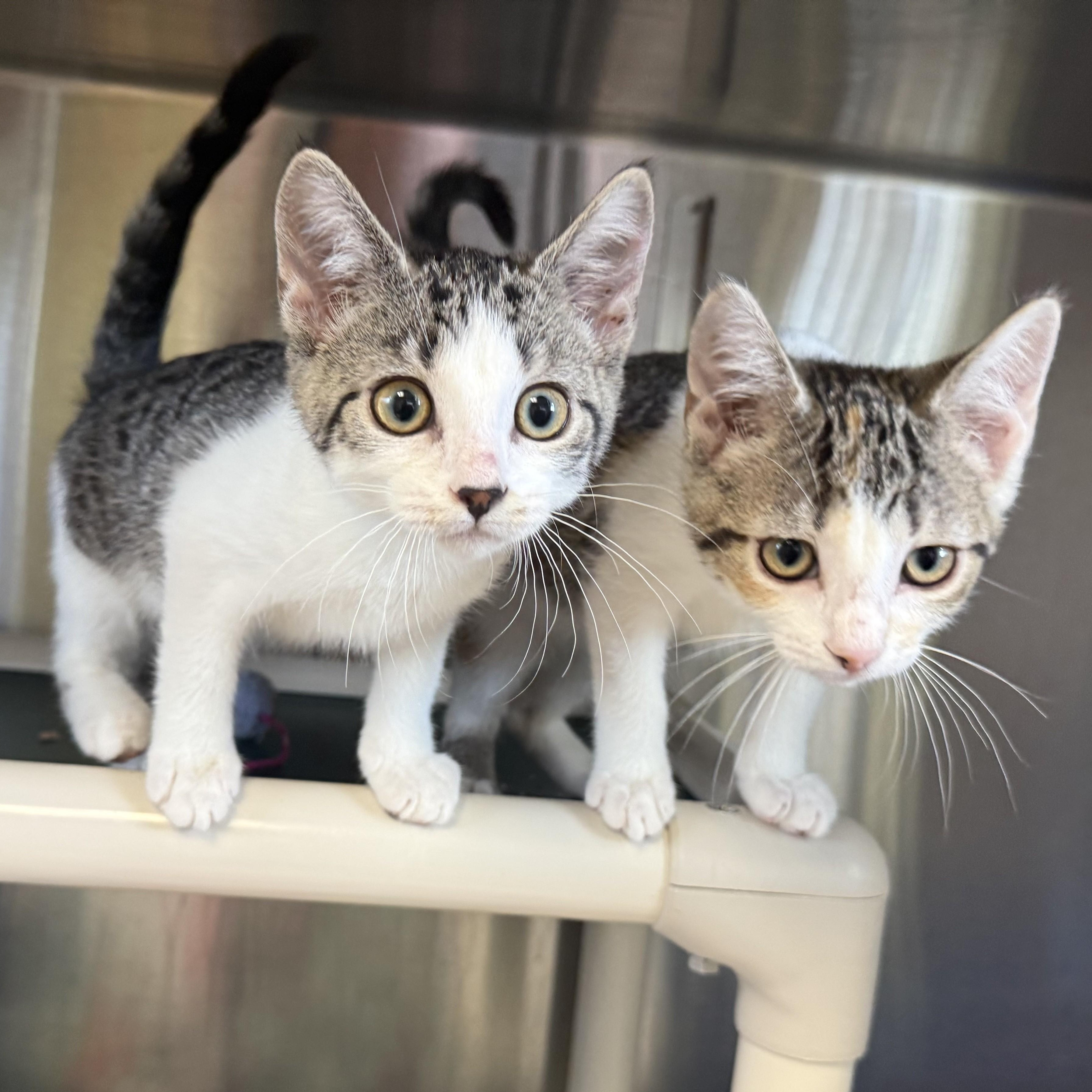Enlarge HONEYDEW, a ADOPTABLE Domestic Short Hair in La Crescent, MN image 3/3