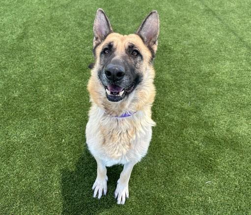 FABLE, Adoptable, Adult Female German Shepherd Dog & Mixed Breed.