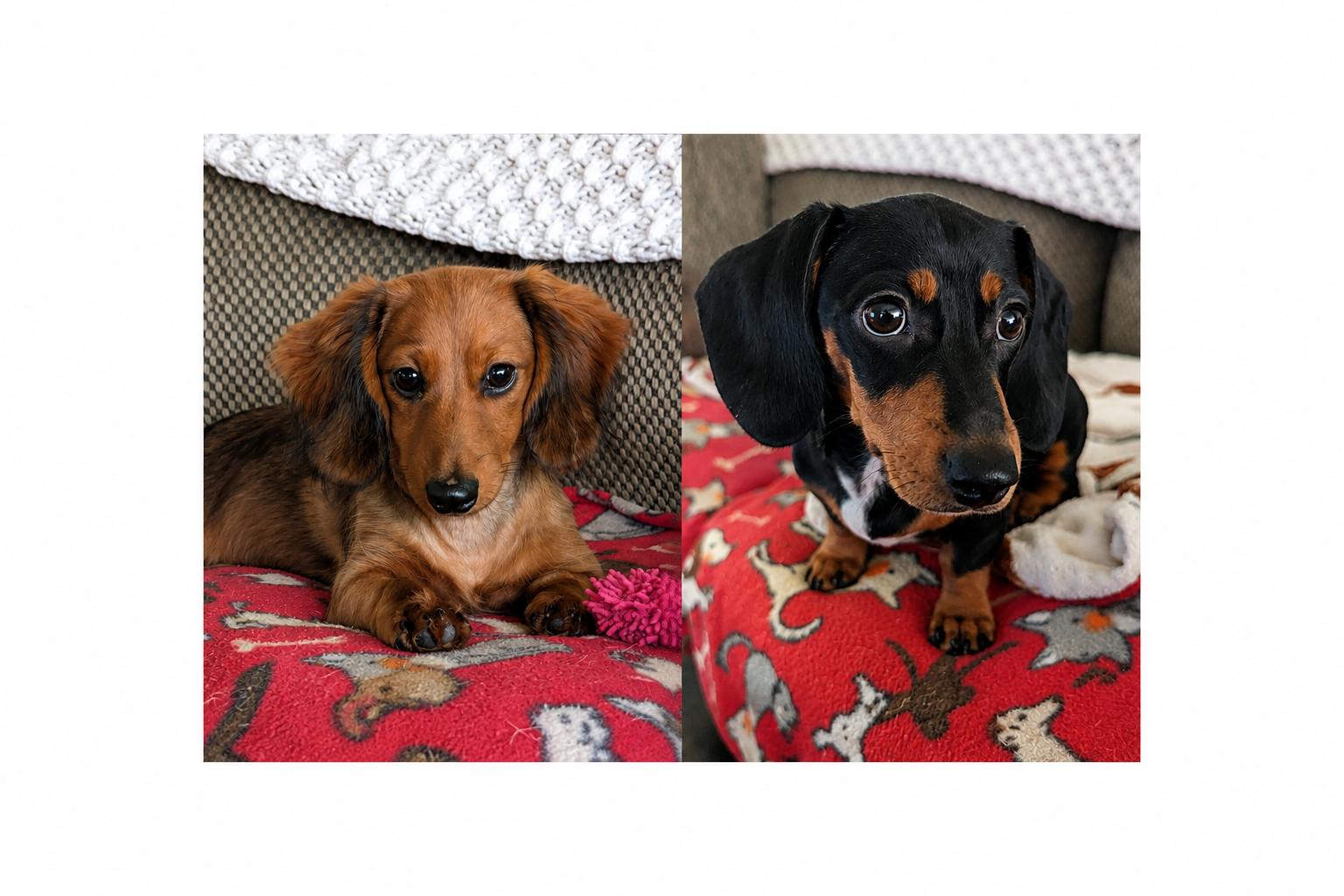Enlarge Maria and Mabel, an adopted Dachshund in Renton, WA image 1/6