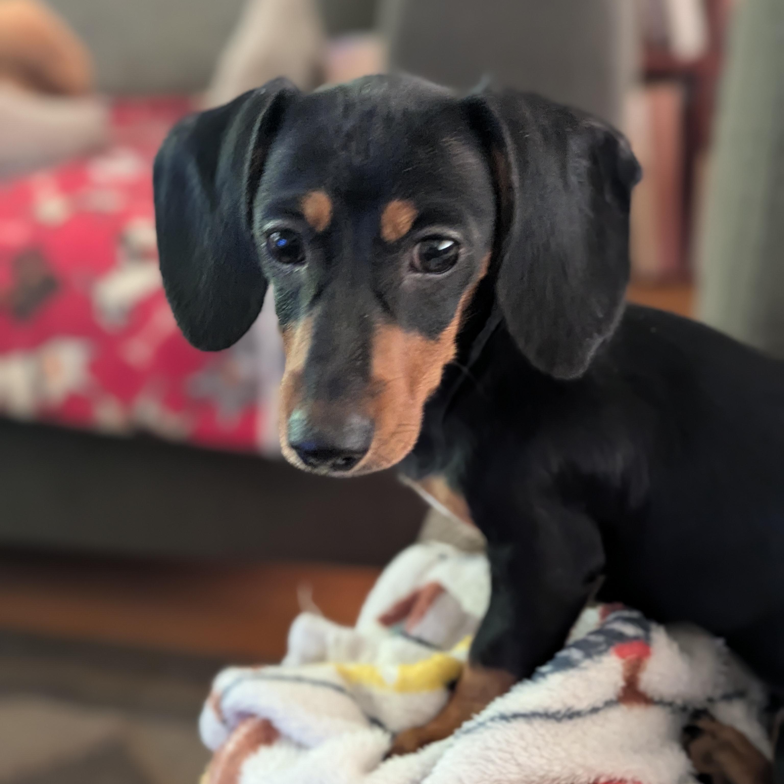 Enlarge Maria and Mabel, an adopted Dachshund in Renton, WA image 5/6