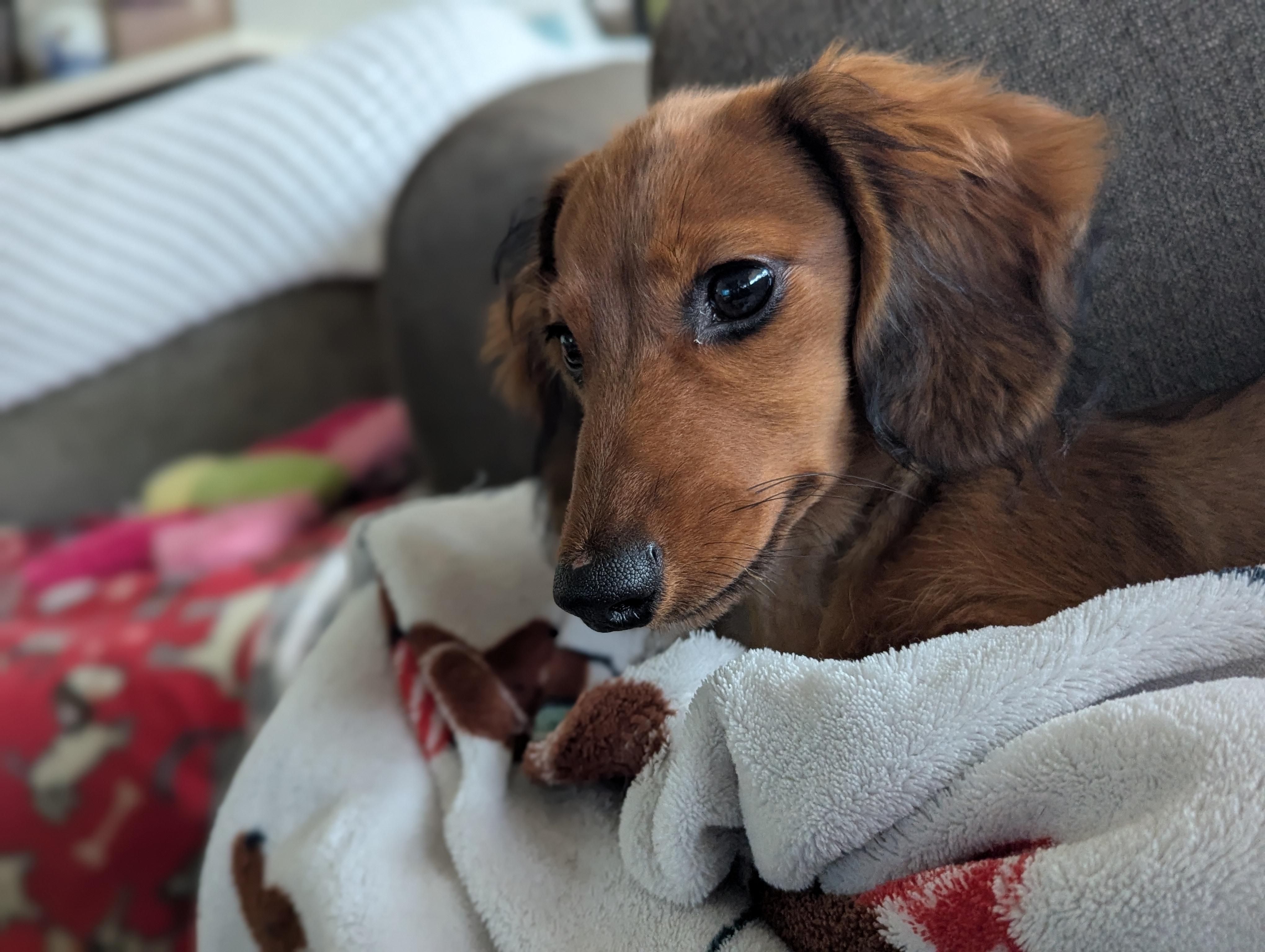 Enlarge Maria and Mabel, an adopted Dachshund in Renton, WA image 3/6