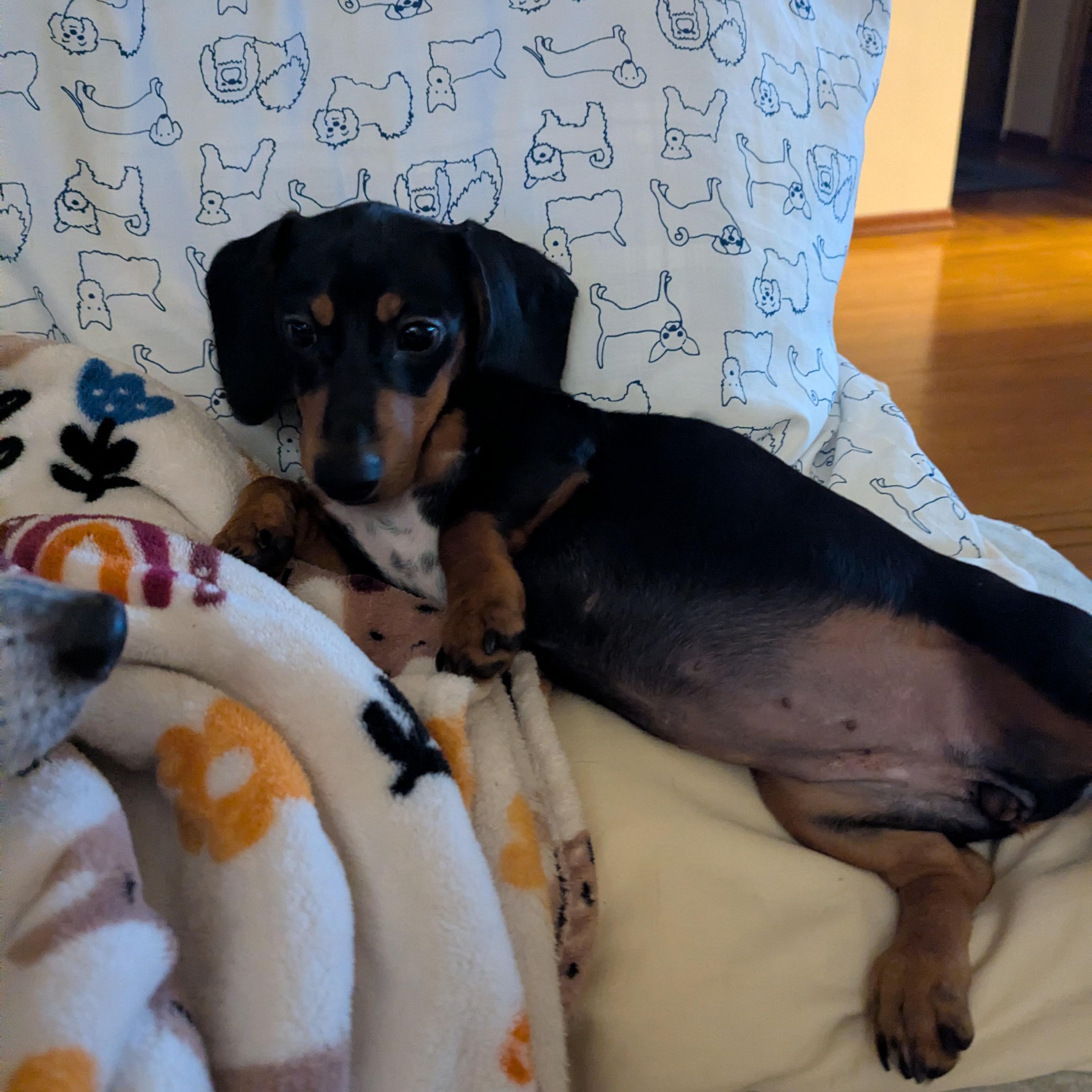 Enlarge Maria and Mabel, an adopted Dachshund in Renton, WA image 4/6