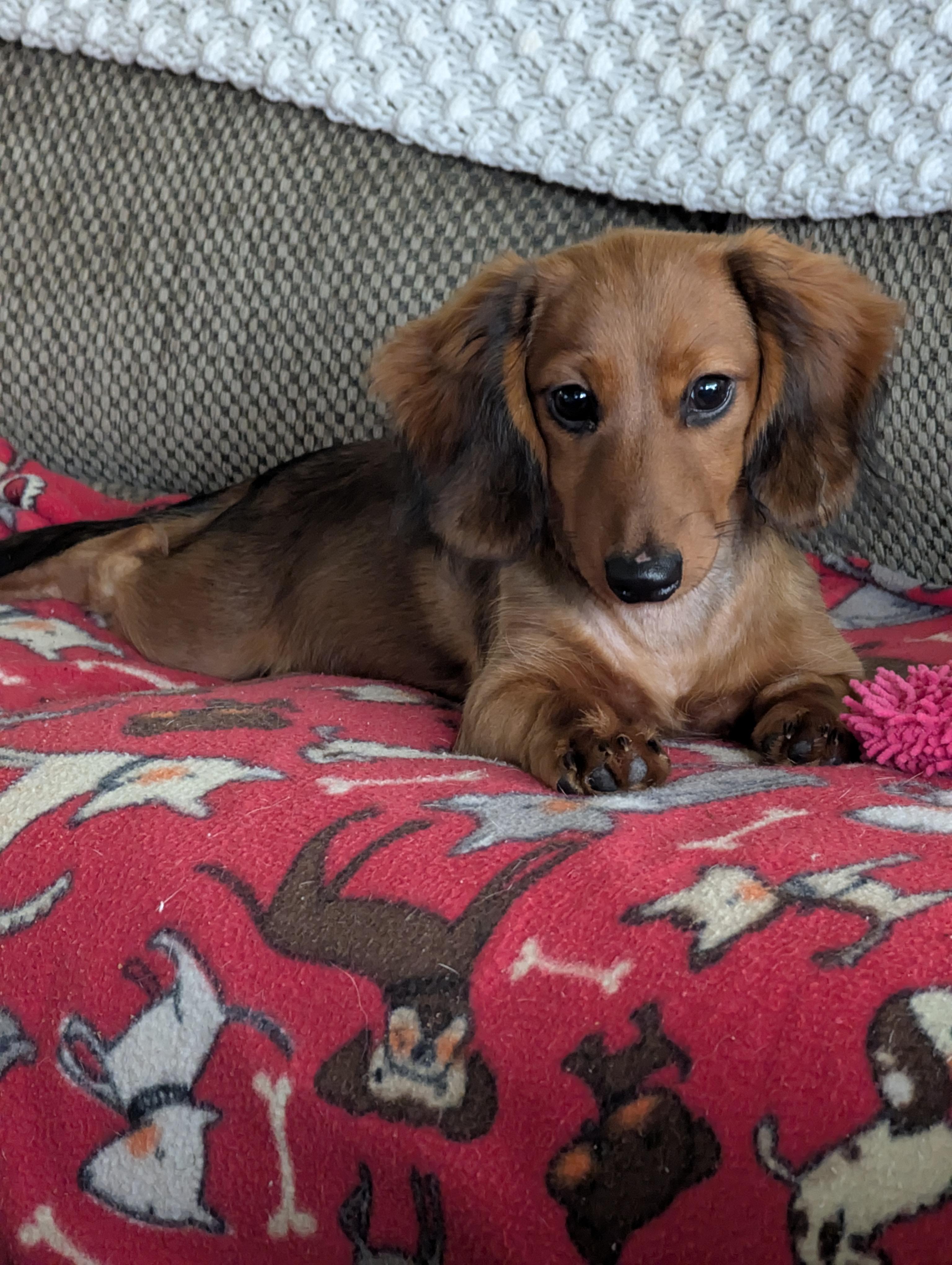 Enlarge Maria and Mabel, an adopted Dachshund in Renton, WA image 2/6