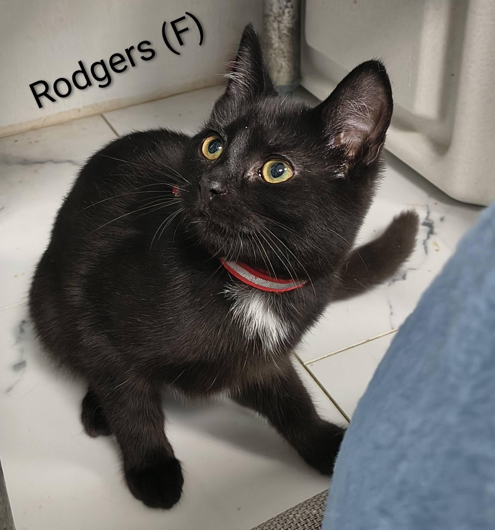 Enlarge Rogers, a Adopted Domestic Short Hair in Saugerties, NY image 1/2