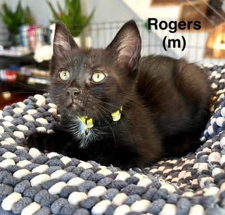 Rogers, Adoptable, Kitten Female Domestic Short Hair.