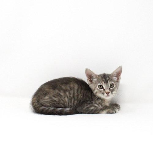 Basil, Adoptable, Kitten Female Domestic Short Hair.