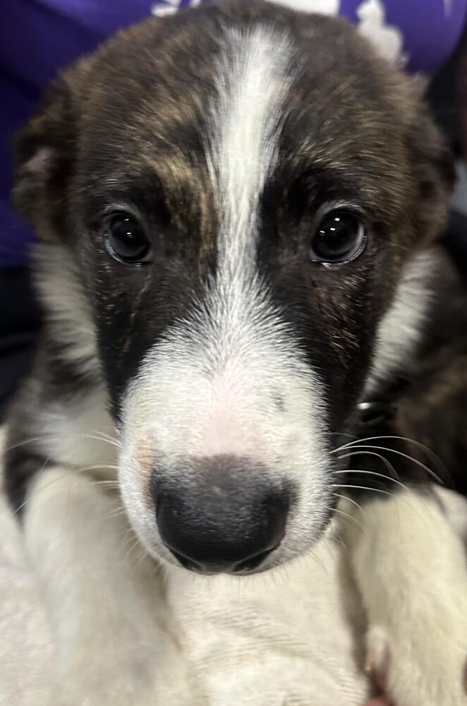 Enlarge Copper Black collar, a Adoptable mixed breed in Anoka, MN image 1/1