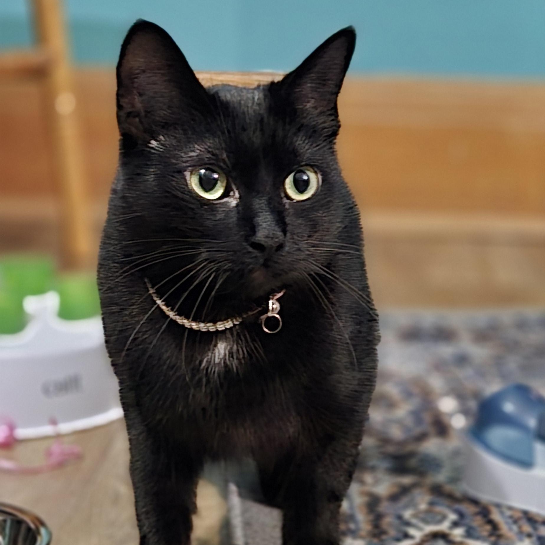 Livvie JC 0123 (bonded with Liza)