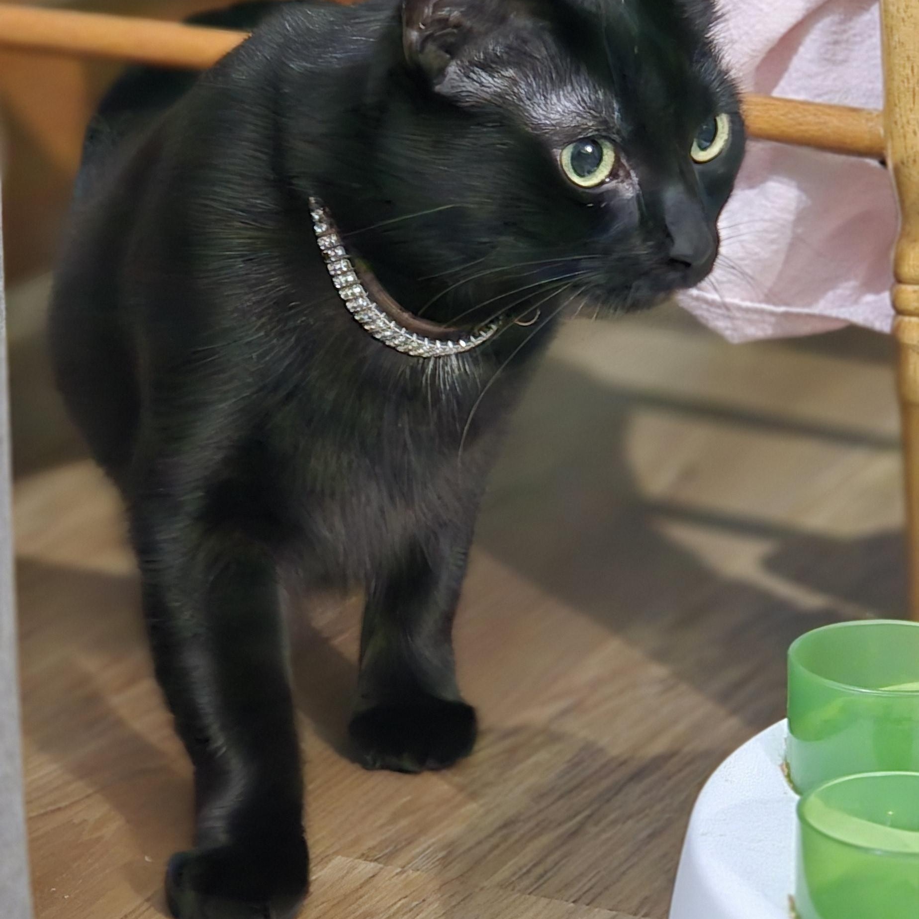 Livvie JC 0123 (bonded with Liza)