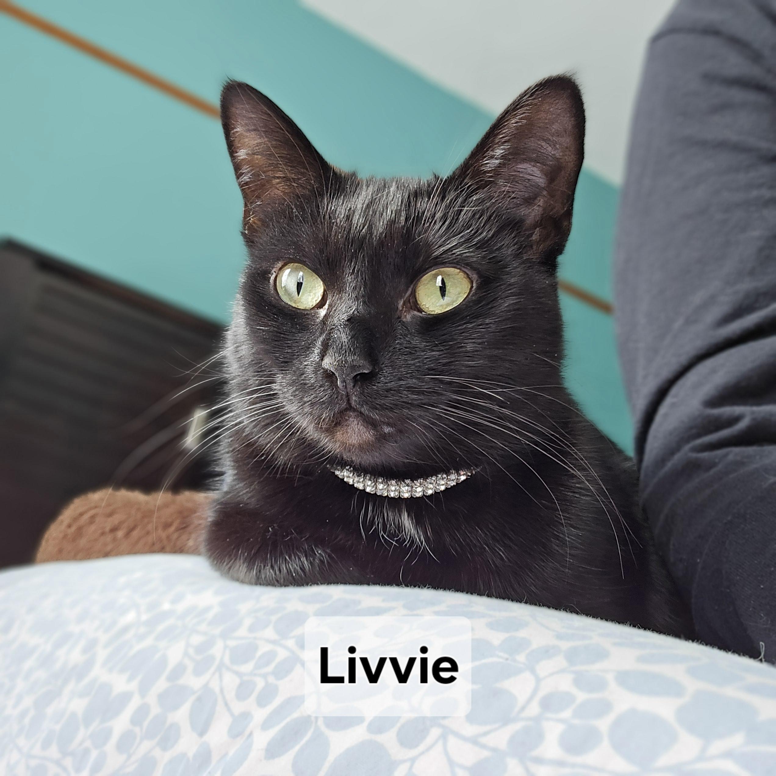 Livvie JC 0123 (bonded with Liza)