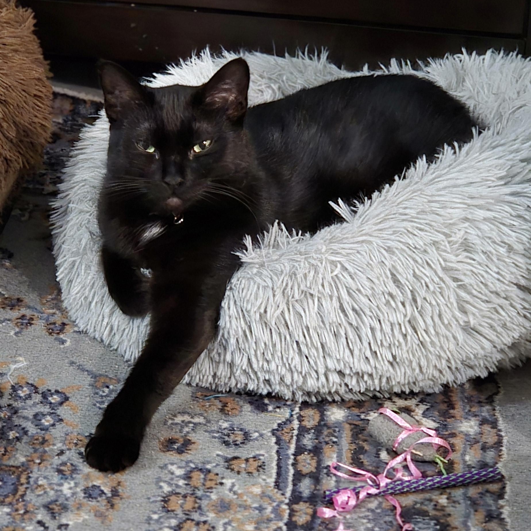 Livvie JC 0123 (bonded with Liza)