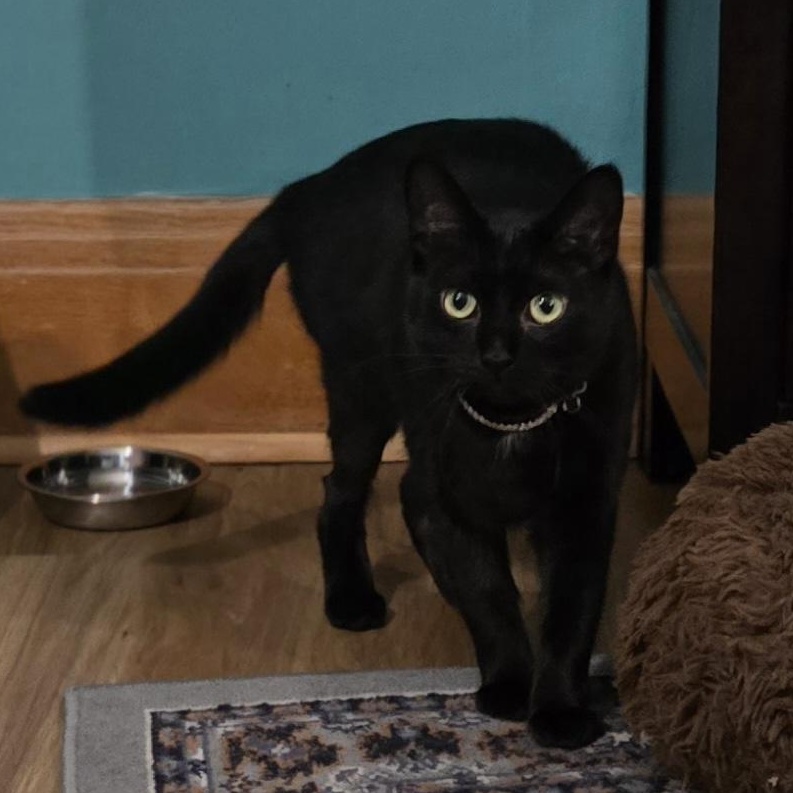 Livvie JC 0123 (bonded with Liza)