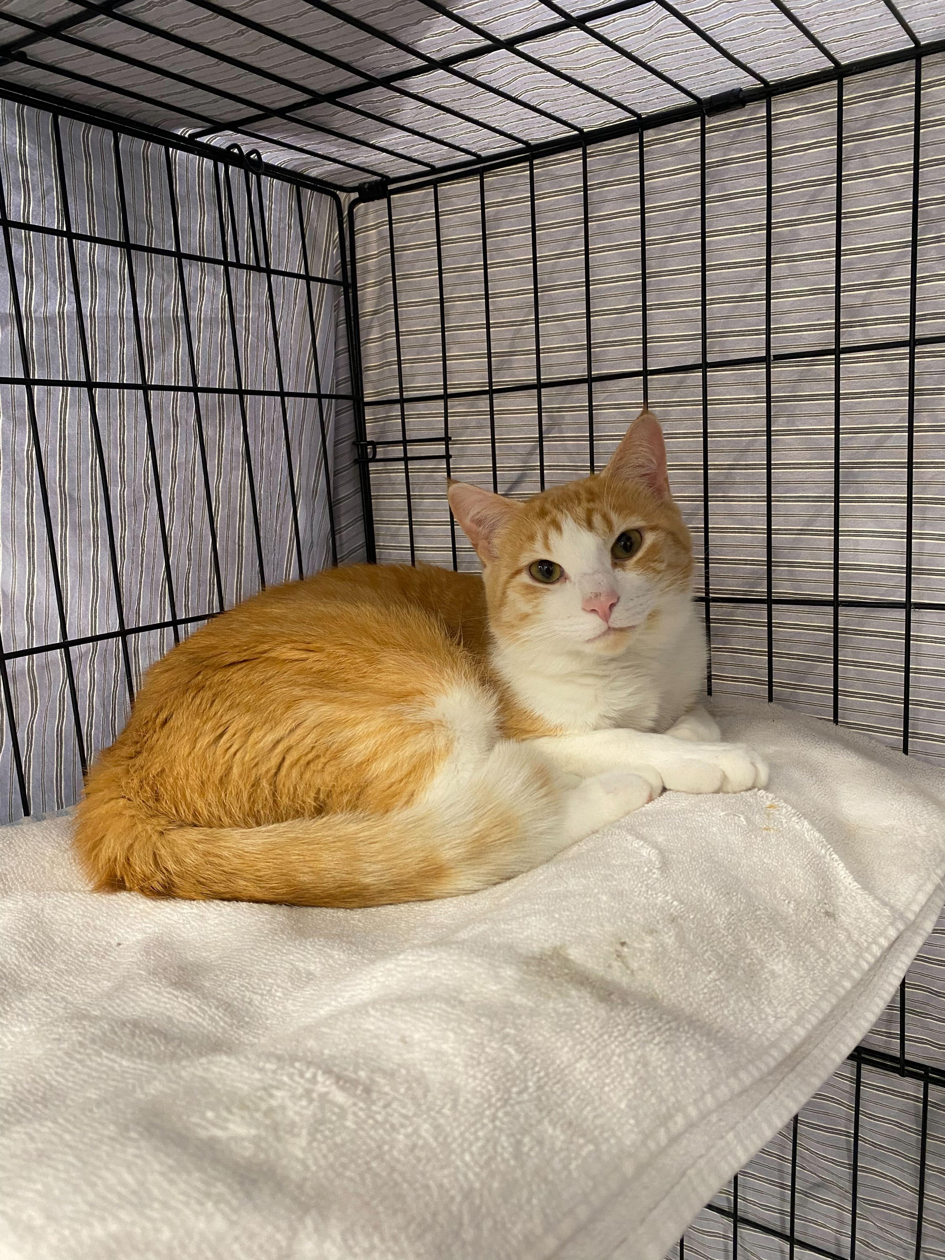 Patrick, a Adoptable Domestic Short Hair in Waltham, MA image 1/5