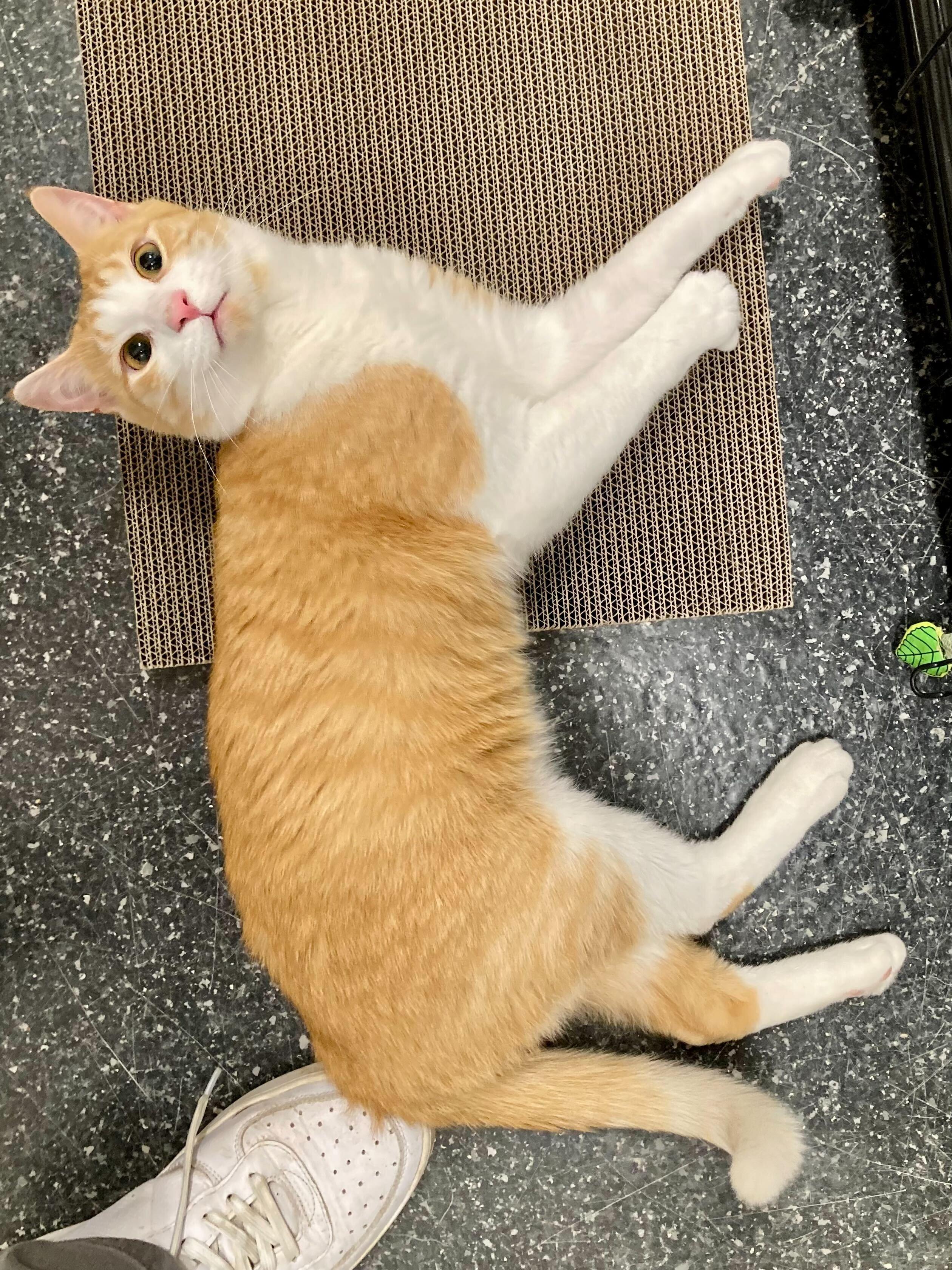 Patrick, a Adoptable Domestic Short Hair in Waltham, MA image 2/5
