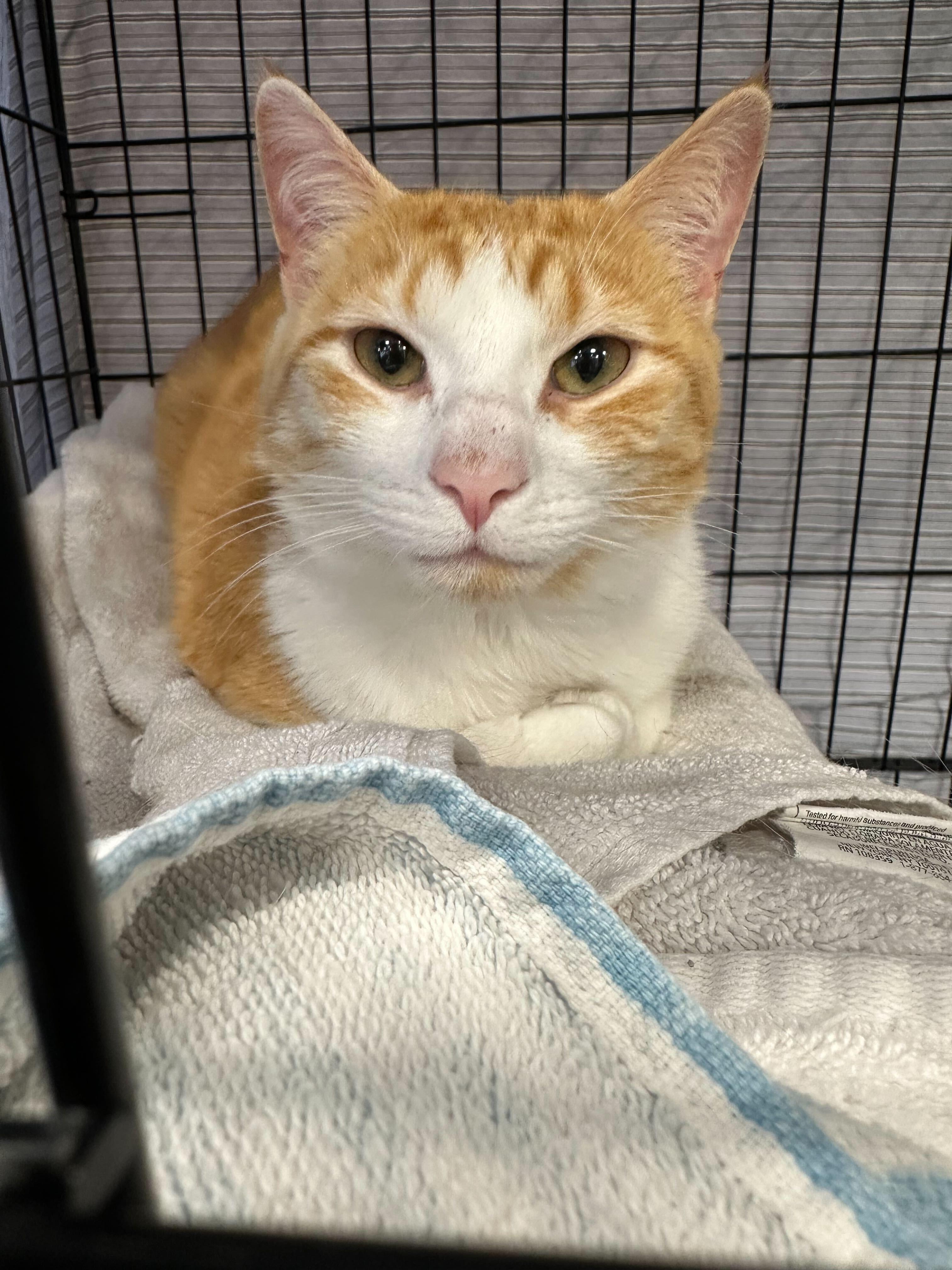Patrick, a Adoptable Domestic Short Hair in Waltham, MA image 3/5
