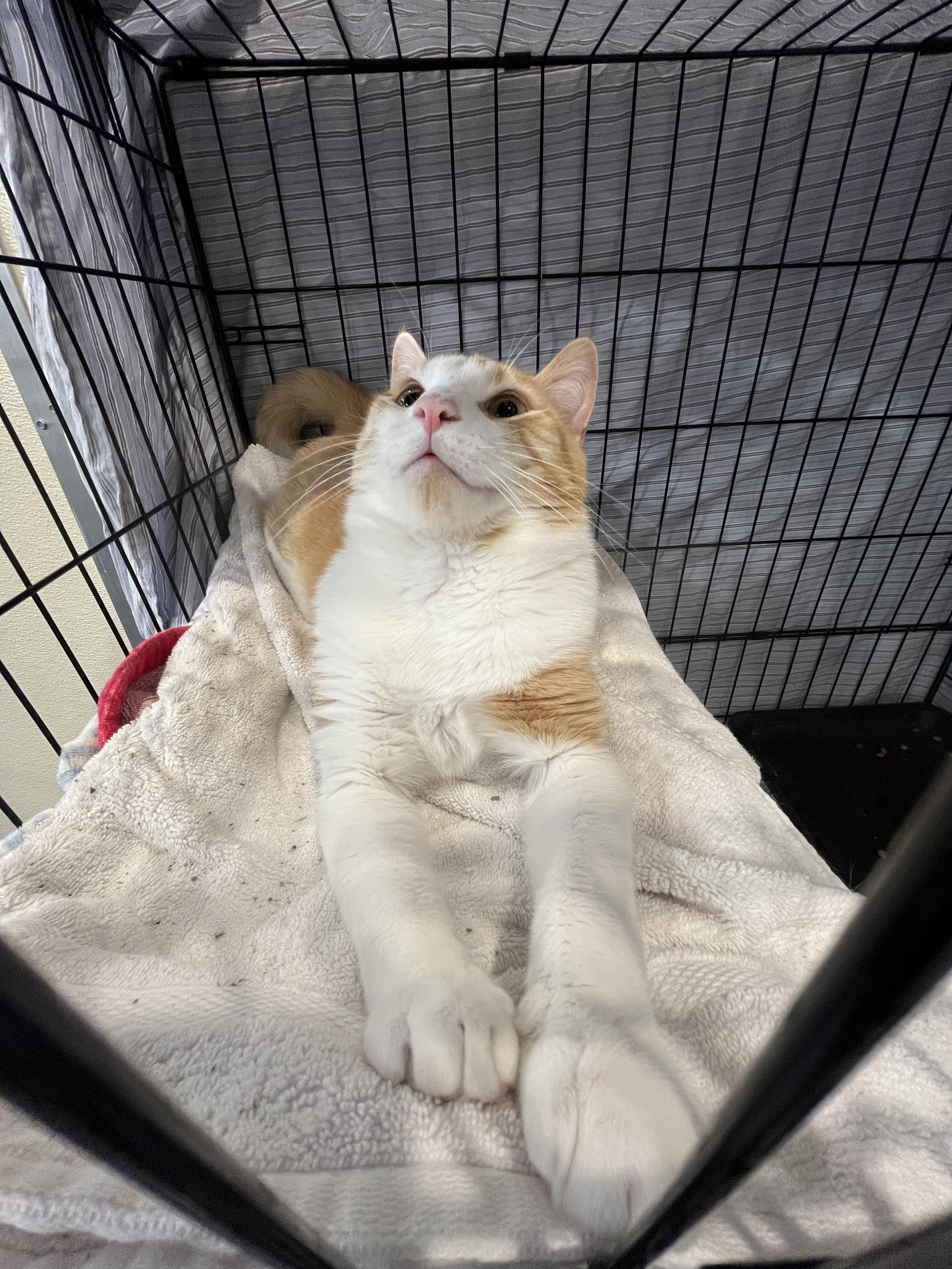 Patrick, a Adoptable Domestic Short Hair in Waltham, MA image 5/5