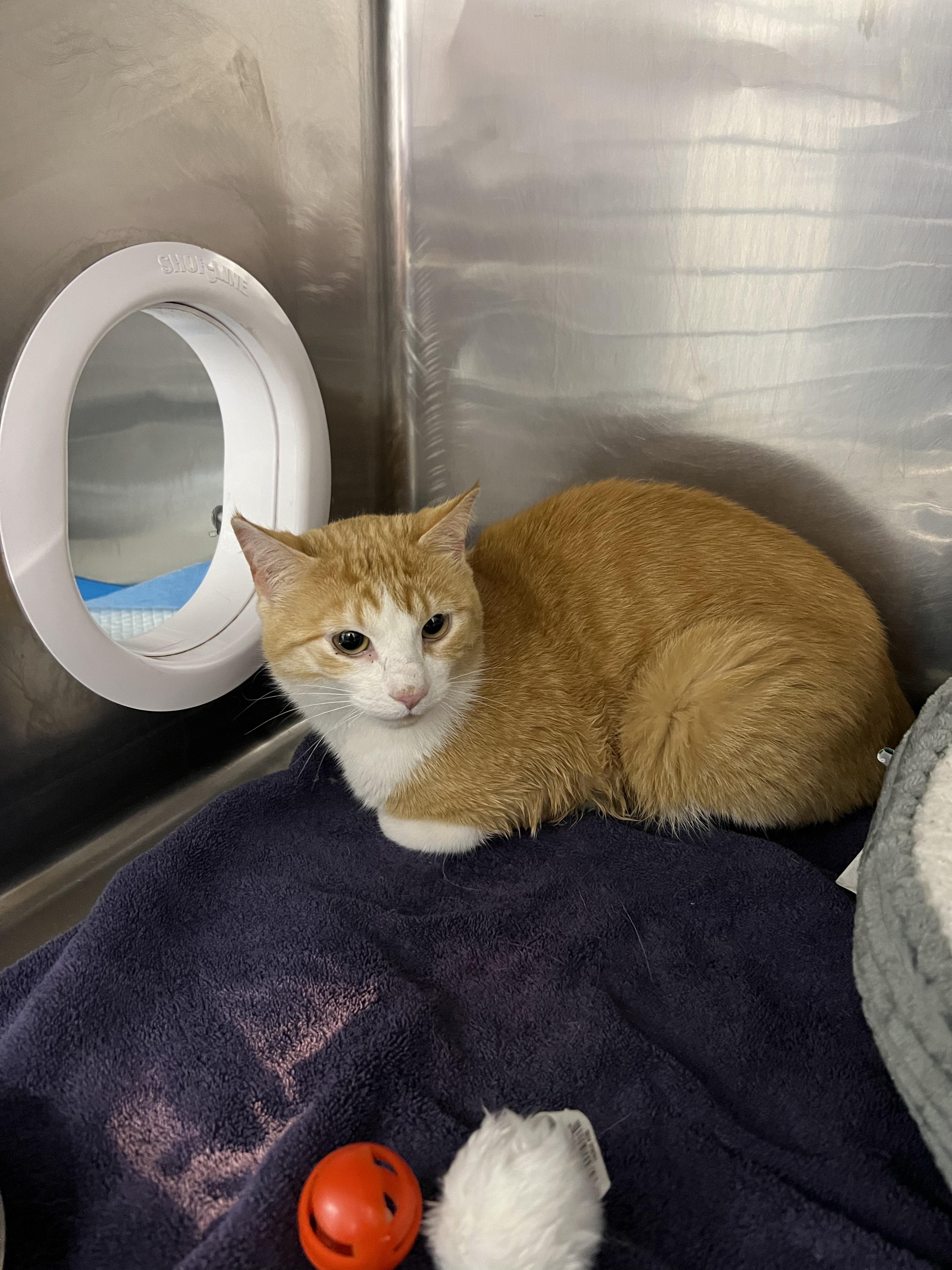 Patrick, a Adoptable Domestic Short Hair in Waltham, MA image 4/5