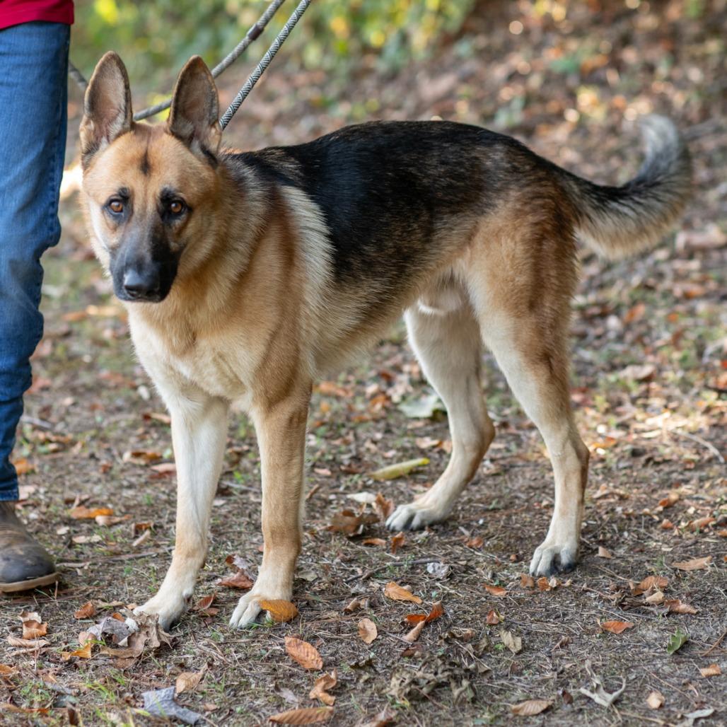 Enlarge NIKKO-31139, a Adoptable German Shepherd Dog in Bartlett, TN image 1/2