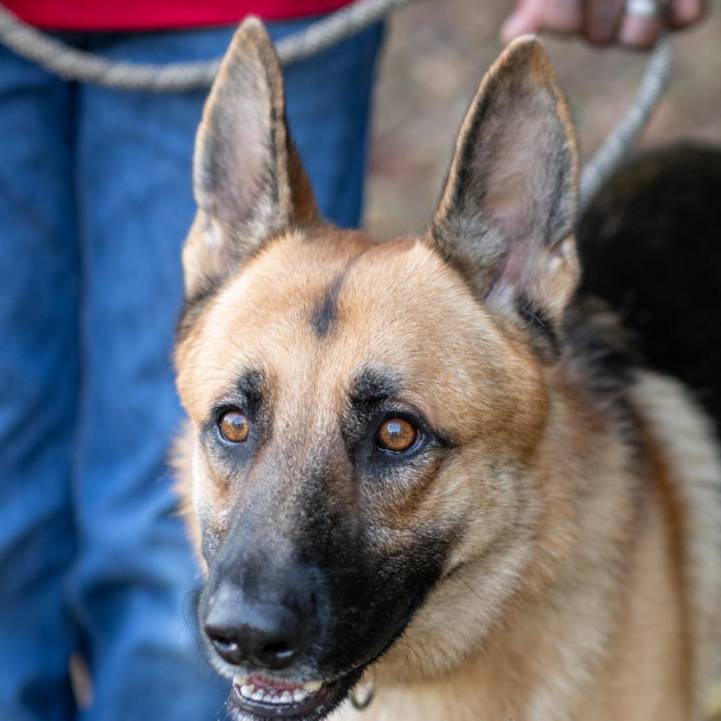 Enlarge NIKKO-31139, a Adoptable German Shepherd Dog in Bartlett, TN image 2/2