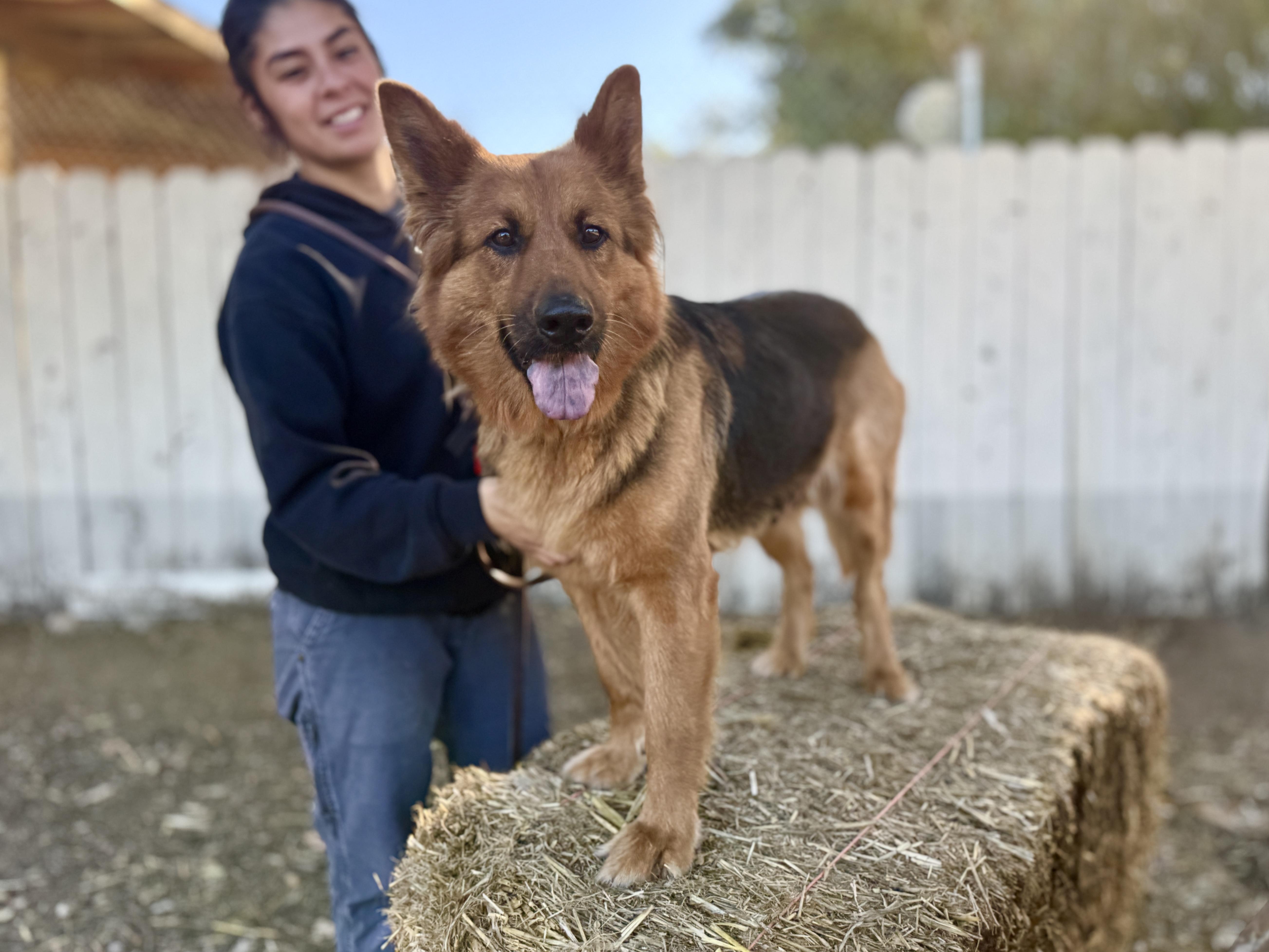 Enlarge Sophie, an adopted German Shepherd Dog in San Diego, CA image 2/2