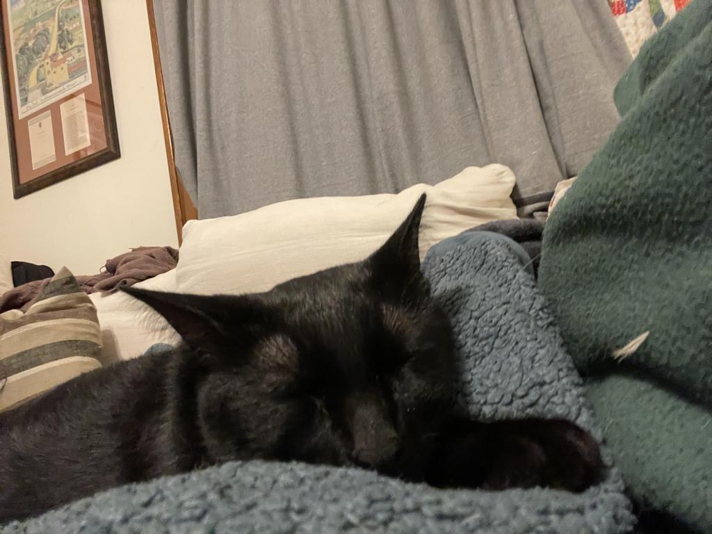 Chase Manhattan, Adoptable, Adult Male Domestic Short Hair.