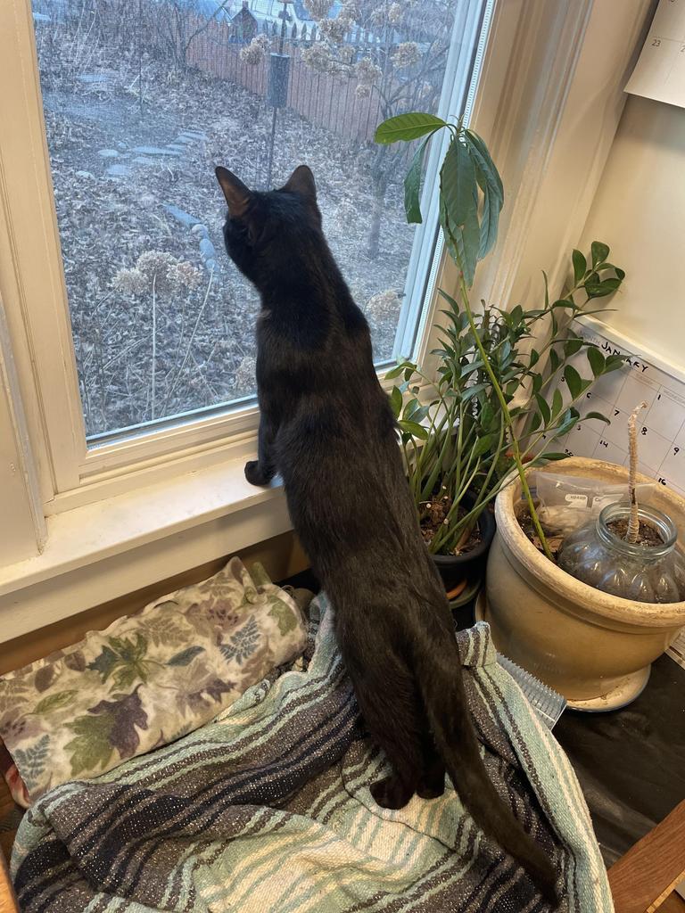 Enlarge Chase Manhattan, a Adoptable mixed breed in Saint Paul, MN image 4/6