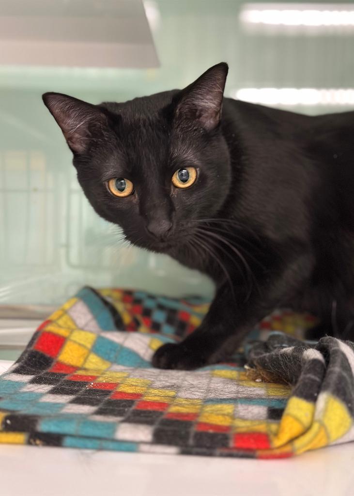 Enlarge Chase Manhattan, a Adoptable mixed breed in Saint Paul, MN image 5/6