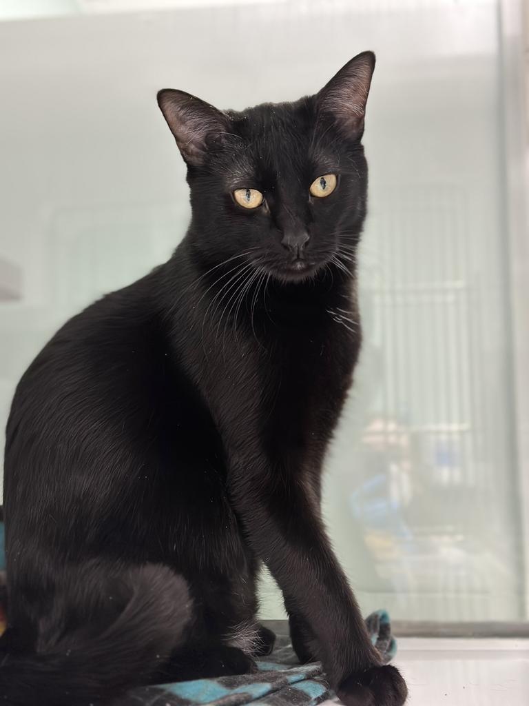 Enlarge Chase Manhattan, a Adoptable mixed breed in Saint Paul, MN image 6/6